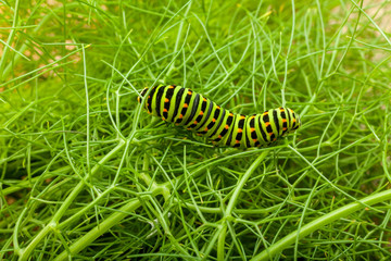 Caterpillar