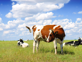 Fototapeta na wymiar Cows on a green summer meadow