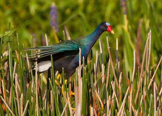 Purple Gallinule on Alert in a Florida Marsh