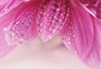 Krople rosy na różowych płatkach
