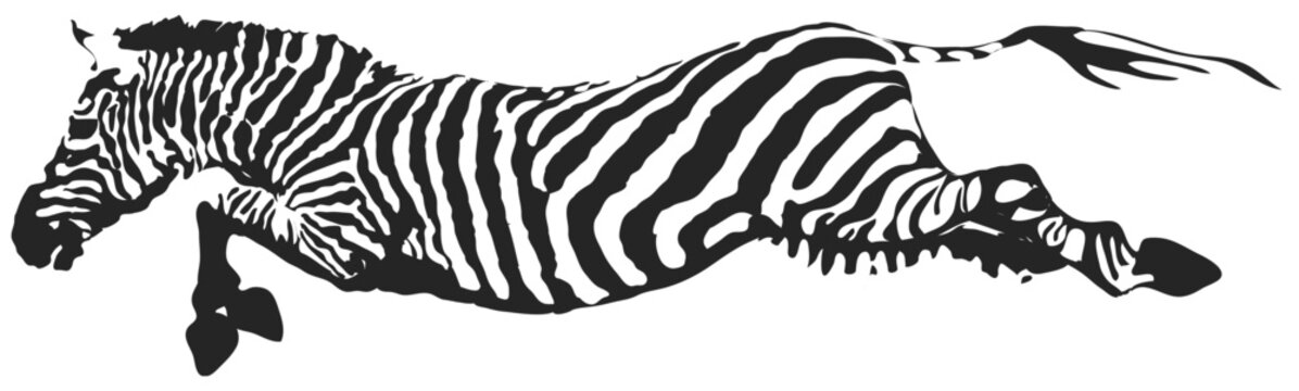 Fototapeta zebra