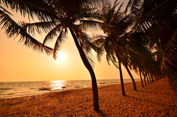 Row of Palm Tree on Beach - 65611219