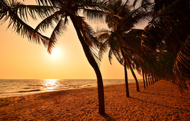 Row of Palm Tree on Beach