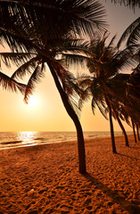 Row of Palm Tree on Beach