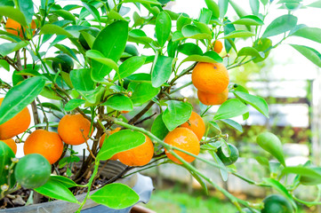 orange