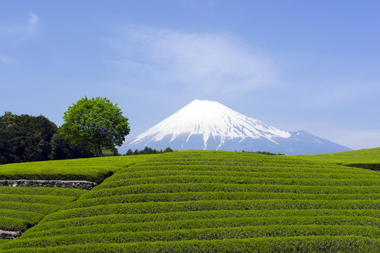 快晴青空 美しい富士山と茶畑