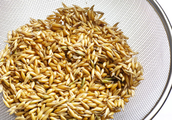 wet oats in metal sieve