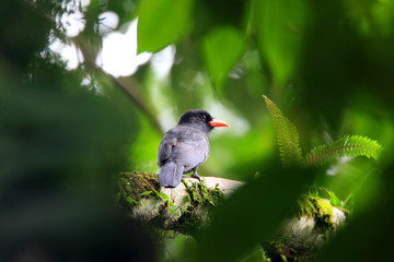 Black-fronted Nunbird (Monasa nigrifrons) in Ecuador