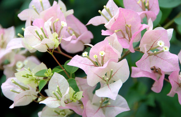 Bougainvillea closeup, tropical flower.