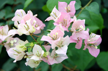 Bougainvillea closeup, tropical flower.