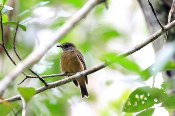 Orange-crested Manakin (Heterocercus aurantiivertex) in Ecuador