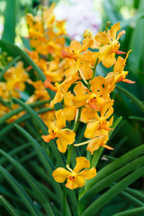 yellow orchids flower