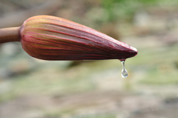 Drop water form red lotus on white background