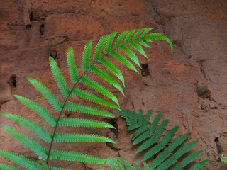 Fern leaves with red Brick wall