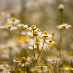 Obraz premium Kamillenblütenfeld