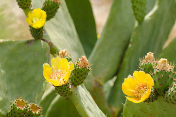 Prickling pear cactus