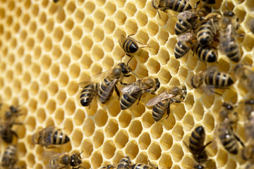 bees on honeycells