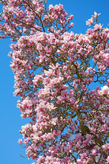 Tulpenbaum