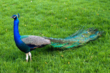 Obraz premium Peacock