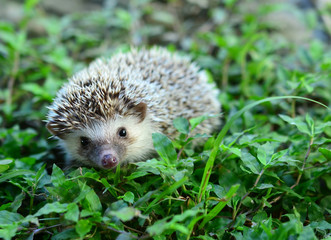 Hedgehog