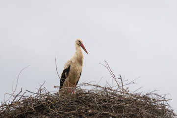 stork nest