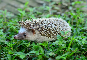 Hedgehog