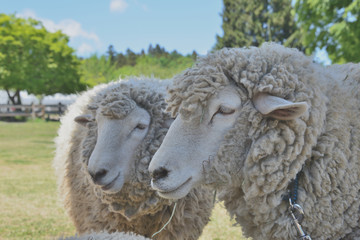 Obraz premium 羊牧場の仲良し兄弟