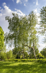 Fototapeta premium Birke am See