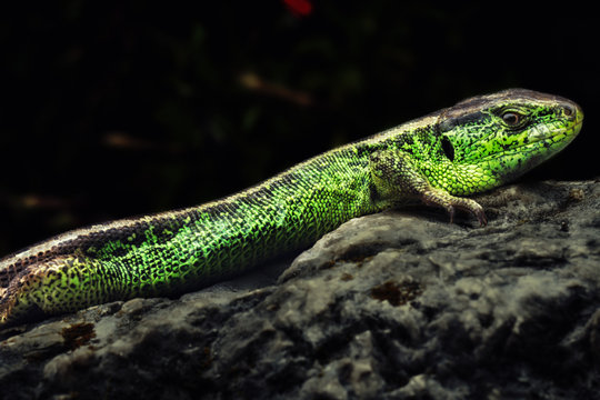 Echte Eidechsen,Lacertidae,Lacerta, Schuppen, gr&uuml;n,Echse