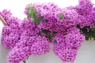 Blumenpracht in Marbella