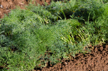 fresh dill in village garden