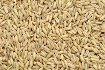 Oats  seeds