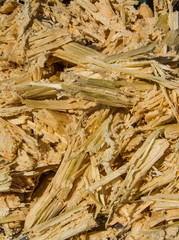 Sugar cane bagasse