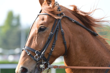 Obraz premium trotteur