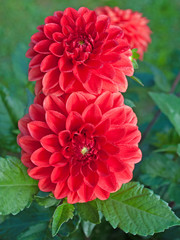 Dahlien
