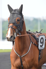 Fototapeta premium trotteur