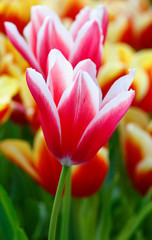 Fototapeta premium Beautiful red-white tulips (closeup)