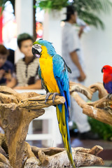 macaw