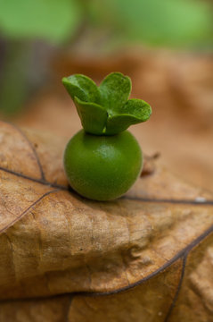Diospyros mollis