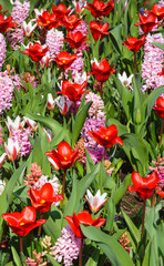 Spring red tulips and pink hyacinths (closeup)