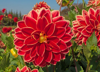 Dahlien