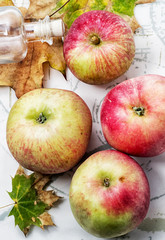 apple juicy,fresh from the new harvest
