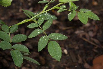 Regentropfen auf Blättern