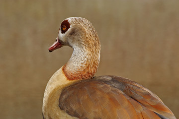 Nilgans