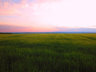 Obraz premium Gerstenfeld am Abend