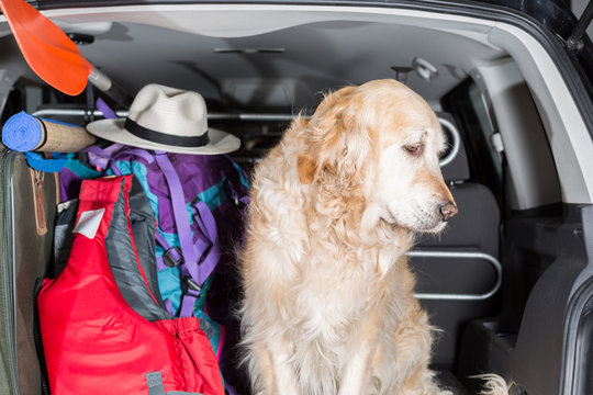 Golden Retriever Trip