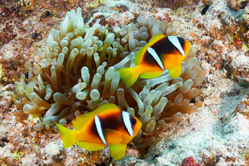 Fototapeta na wymiar Clownfishes
