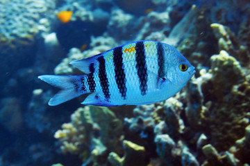 Indo-pacific sergeant