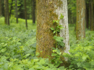 Zur Ruhe kommen im Wald