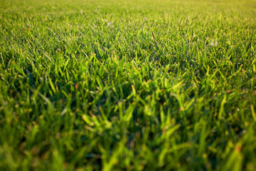 Grass natural backgrounds